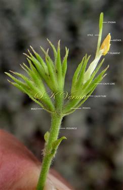  Inflorescence-Dichasial cyme